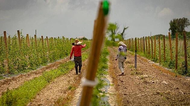 Farmář v Itálii nechal zraněného migranta umírat před domem. Dostal 16 let vězení