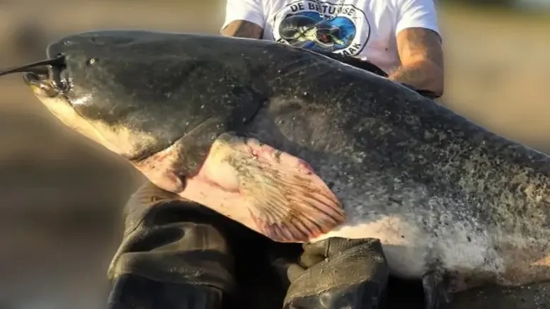 Angler bricht Rekord mit Wels: So riesig ist der Fisch
