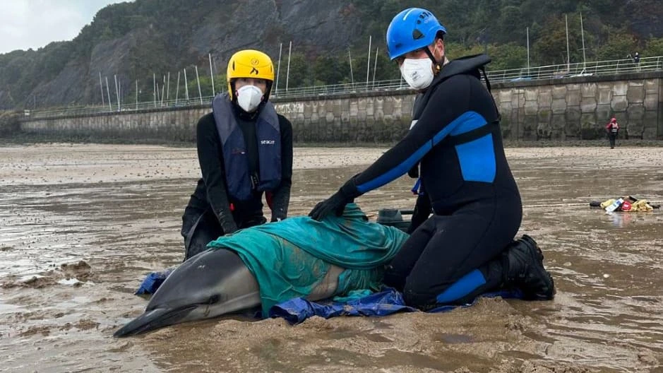 Tierschützer retten Meeressäuger: Drama vor der Küste! Zwei Delfine stranden in Wales