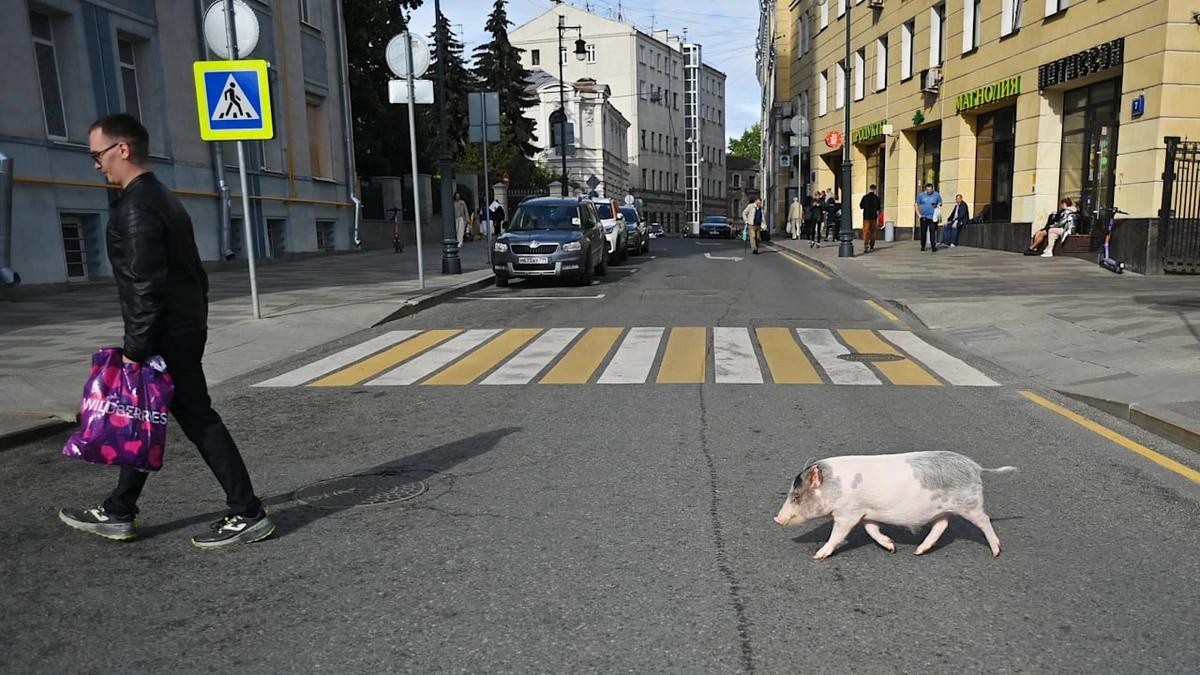 Beschwerden von Nachbarn: Gericht verbietet Mini-Schwein in Altbau